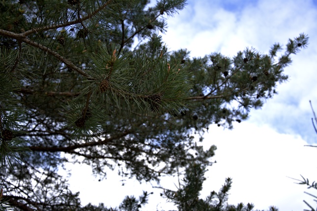 Šišky