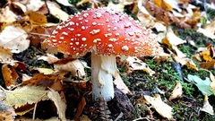 Autumn