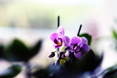 Violeta