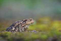 Ropucha bradavičnatá