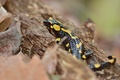 Salamandra Škvrnitá