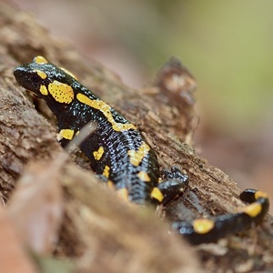 Salamandra Škvrnitá