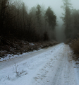 dark forest