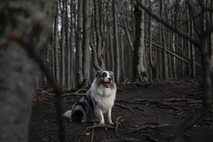 pes v lese