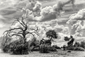 Národný park Chobe