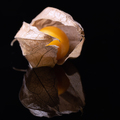 Physalis