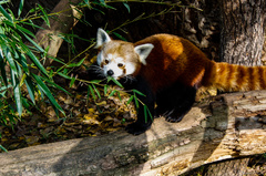 Pandí obed