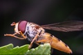 Hoverfly