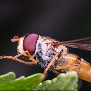 Hoverfly