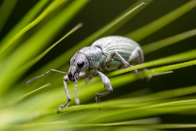 Phyllobius argentatus