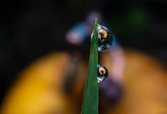 Traveler in drops of water