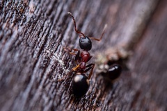 Dolichoderus quadripunctatus