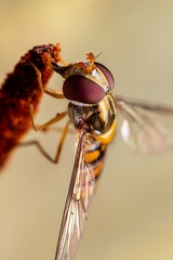 Hoverfly