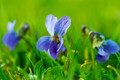 Viola odorata