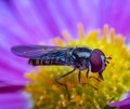 Hoverfly