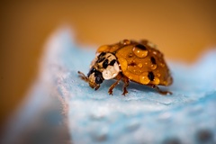 Ladybug on the mask