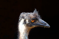 Emu hnedý