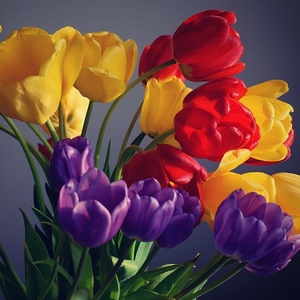 Tulips