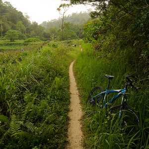 Jungle single trail