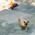 Pussy and cock