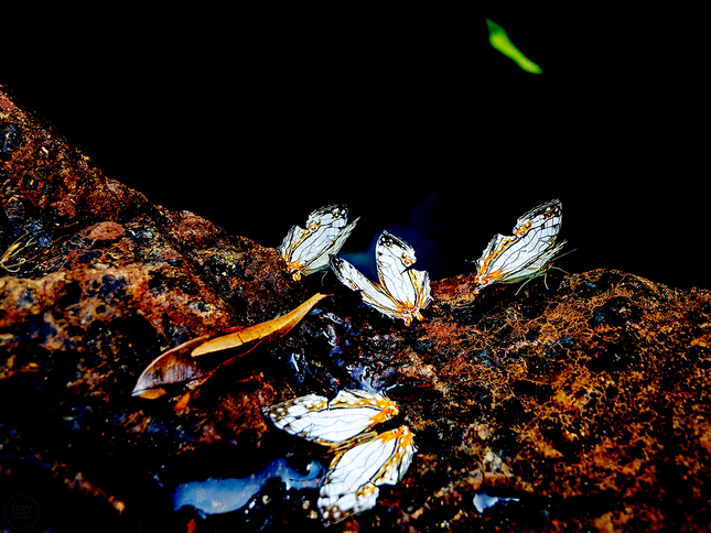 Butterflies from wonderland