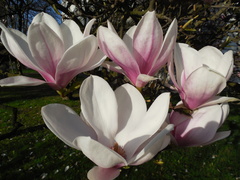 magnolie