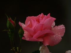 Ruža ružová