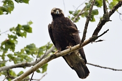 Aquila heliaca 2