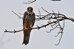 Falco subbuteo