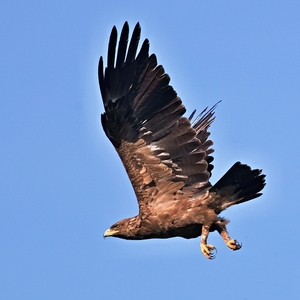 Aquila pomarina