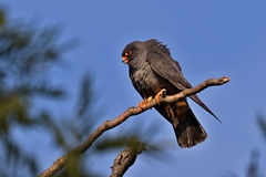 Falco vespertinus 2