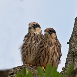 Falco vespertinus 4