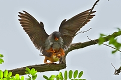 Falco vespertinus