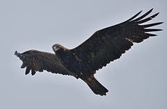 Aquila heliaca 4