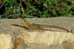 Podarcius sicula