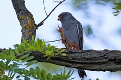 Falco vespertinus