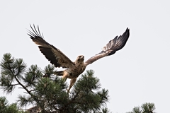 Aquila heliaca 6