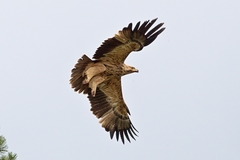 Aquila heliaca 6