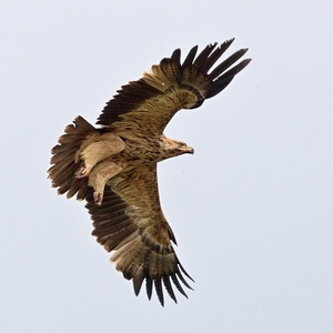 Aquila heliaca 6