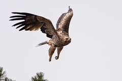 Aquila heliaca 7