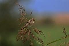 Lanius collurio
