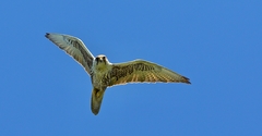 Falco cherrug