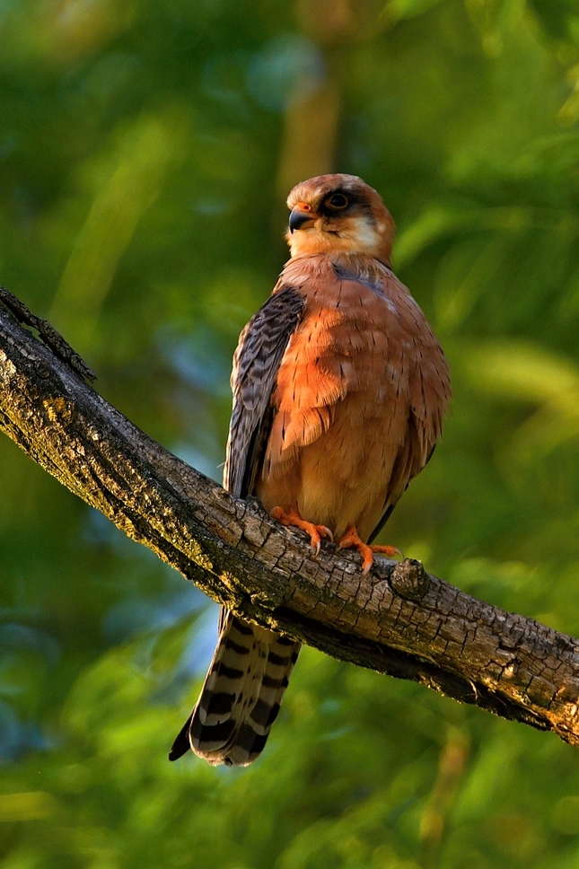 Falco vespertinus 6