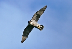 Falco peregrinus