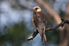 Falco vespertinus 7