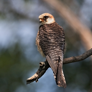 Falco vespertinus 7