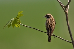 Saxicola rubetra