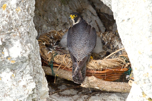 Falco peregrinus 2