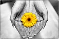 flower 2