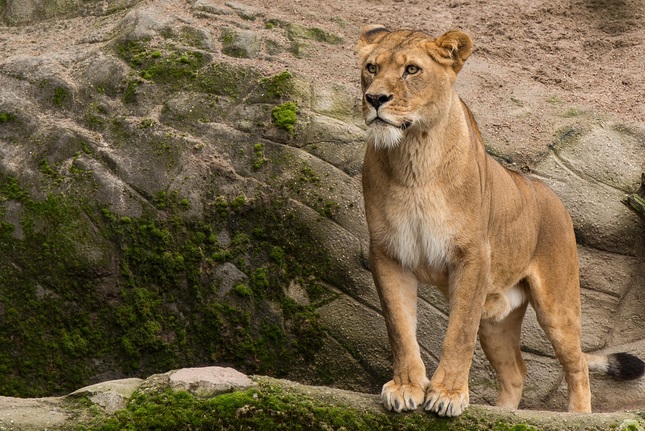Tierpark